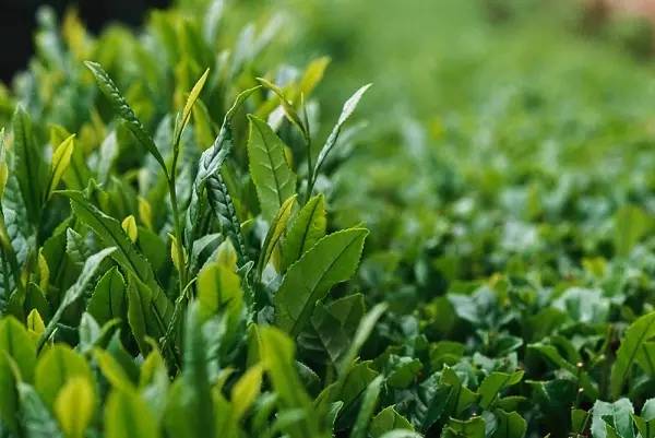 有关崂山的知识,崂山茶园知识