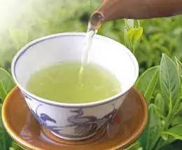 有关崂山的知识,崂山茶园知识