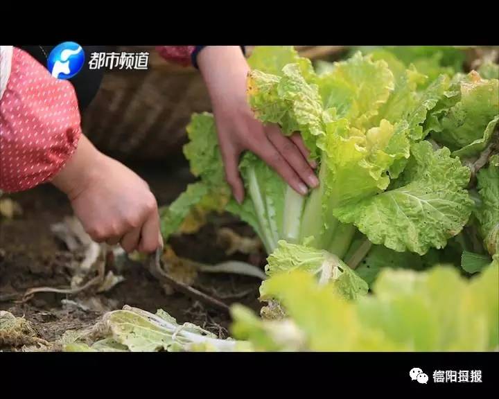 「城事」信阳小女孩无爹无娘，只是想让爷爷奶奶吃顿城里饭