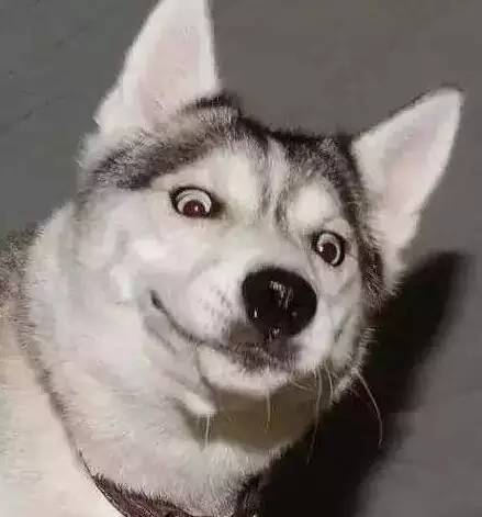 原谅我这一生不羁放纵完整版,原谅我这一生不羁放纵群星版