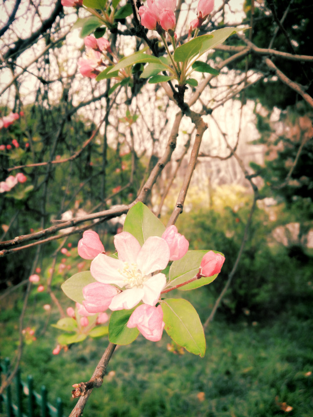 清明节祭祀踏青活动方案,清明节不仅是祭祀更是感恩