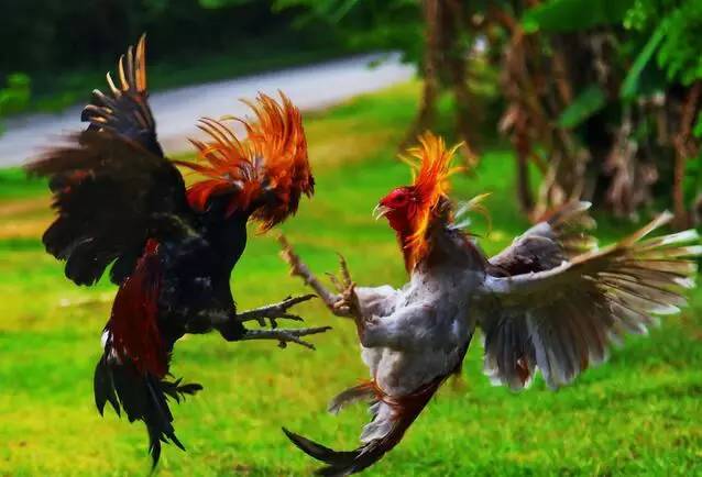 清明节祭祀踏青活动方案,清明节不仅是祭祀更是感恩