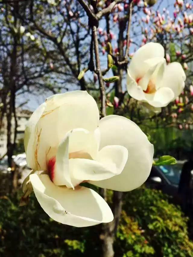 清明节祭祀踏青活动方案,清明节不仅是祭祀更是感恩