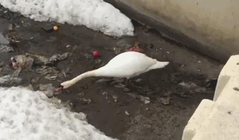 这个从垃圾山中成长起来的印度小伙，为了拯救环境，发明了一款可以吃的塑料袋