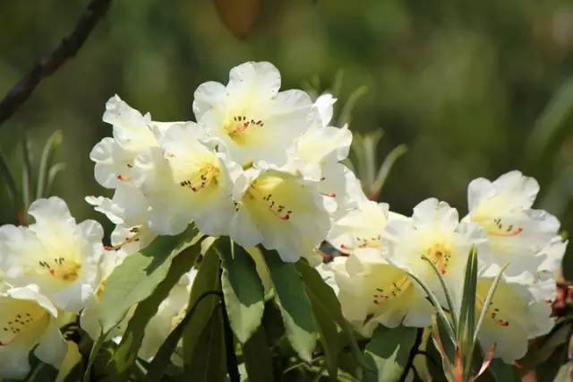 贵州看花好去处推荐,贵州春天哪里的花最美