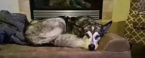 原谅我这一生不羁放纵完整版,原谅我这一生不羁放纵群星版