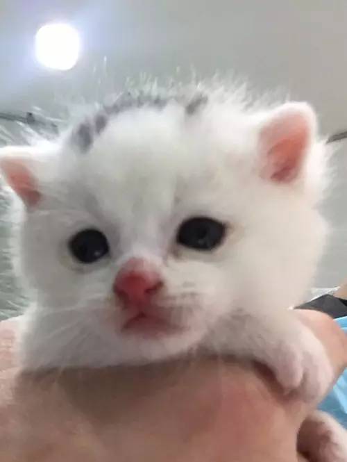 D136-狗吐了一只鞋,还有三只消失了,怎么破?