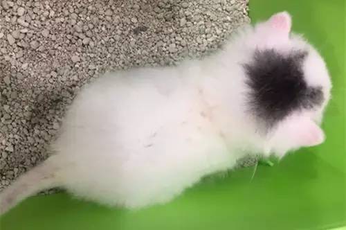 D136-狗吐了一只鞋,还有三只消失了,怎么破?