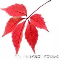 大便为什么会粘马桶,大便为什么会粘厕所