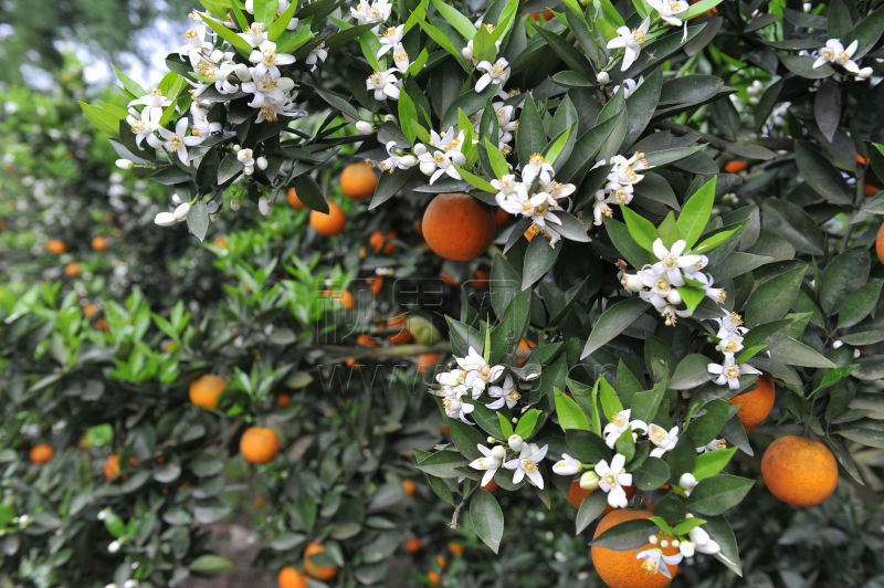 忠县三峡橘海面积 (忠县三峡橘海简介)