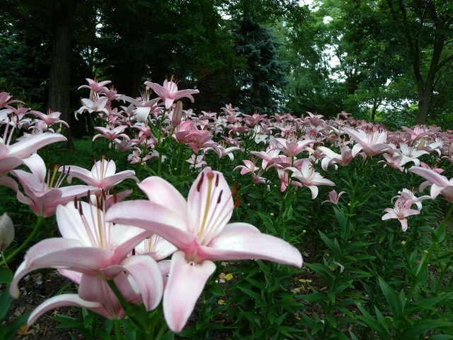 私北海道(完附名古屋小记),4