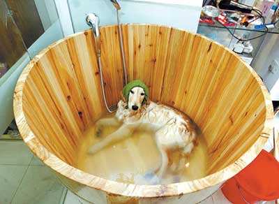 兽医常见病诊断与治疗,兽医治疗小狗