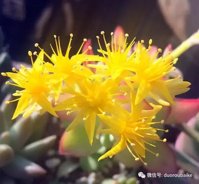 那些年我养过的多肉,这些年养过的花花草草