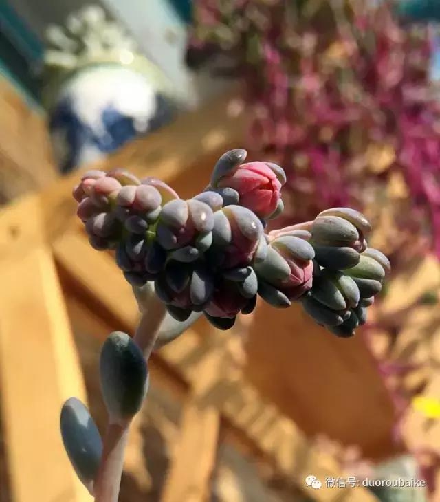 那些年我养过的多肉,这些年养过的花花草草