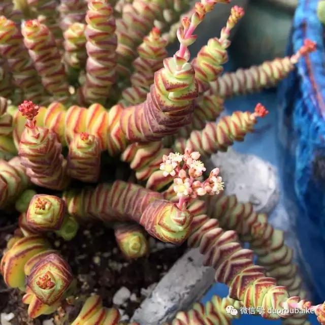 那些年我养过的多肉,这些年养过的花花草草