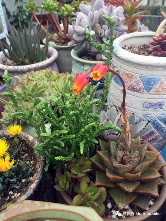 那些年我养过的多肉,这些年养过的花花草草