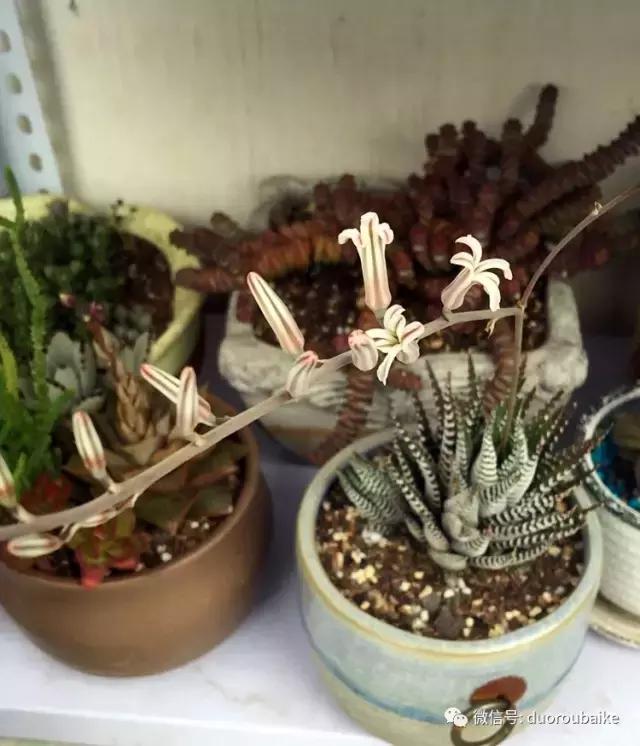 那些年我养过的多肉,这些年养过的花花草草