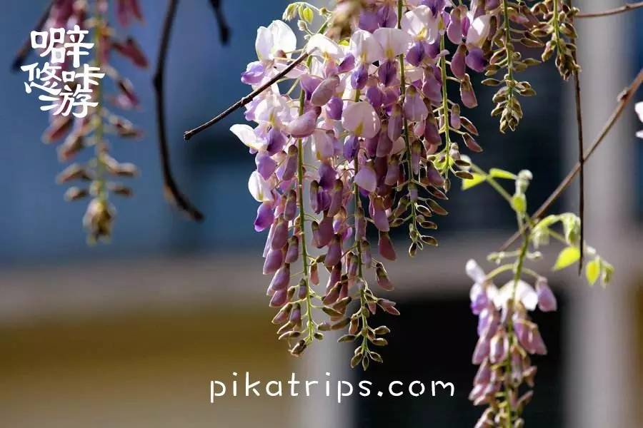 日本赏樱花最美的地方,日本春天看樱花攻略