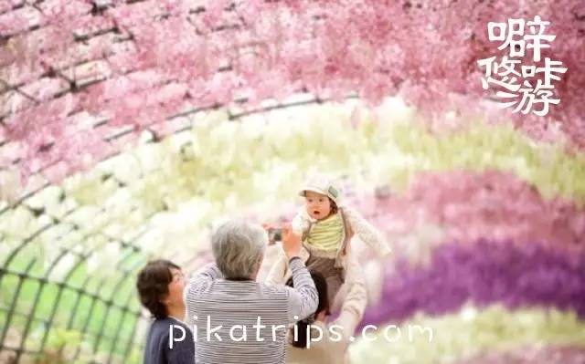 日本赏樱花最美的地方,日本春天看樱花攻略