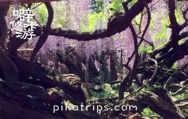 日本赏樱花最美的地方,日本春天看樱花攻略