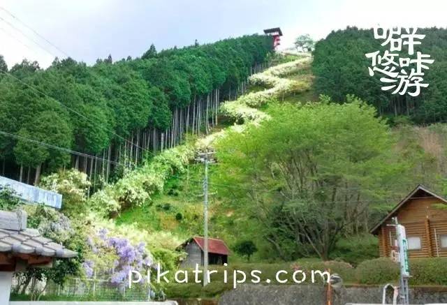 日本赏樱花最美的地方,日本春天看樱花攻略