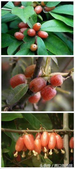 大别山深处的绝美山珍！