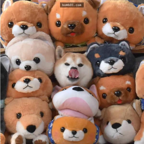 你能找出照片里藏着的柴犬吗？主人狂买狗狗玩偶多到柴犬茫然了！