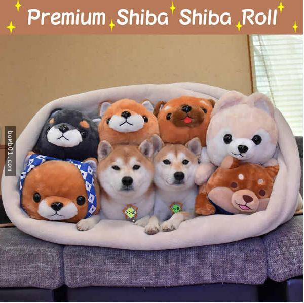 你能找出照片里藏着的柴犬吗？主人狂买狗狗玩偶多到柴犬茫然了！