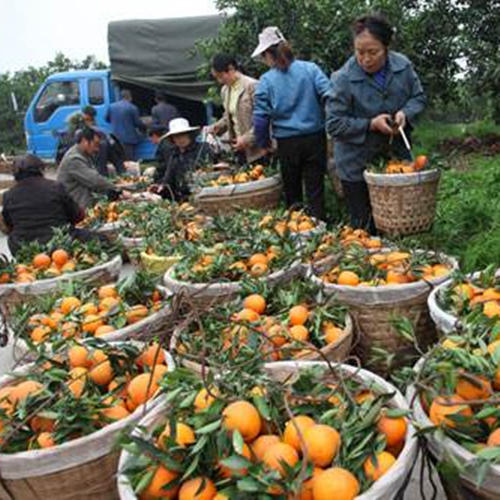 养生美食攻略吃货必备,养生美食推荐