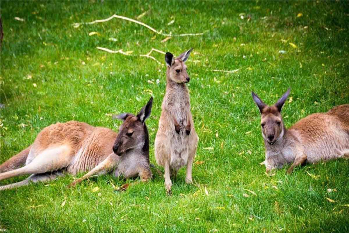 camping婢虫床,鍘绘境娲瞔amping