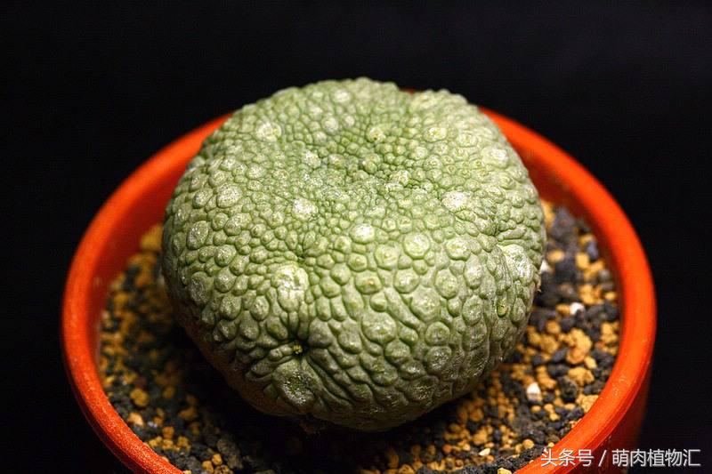 萝藦科多肉是什么颜色的,多肉植物之萝藦