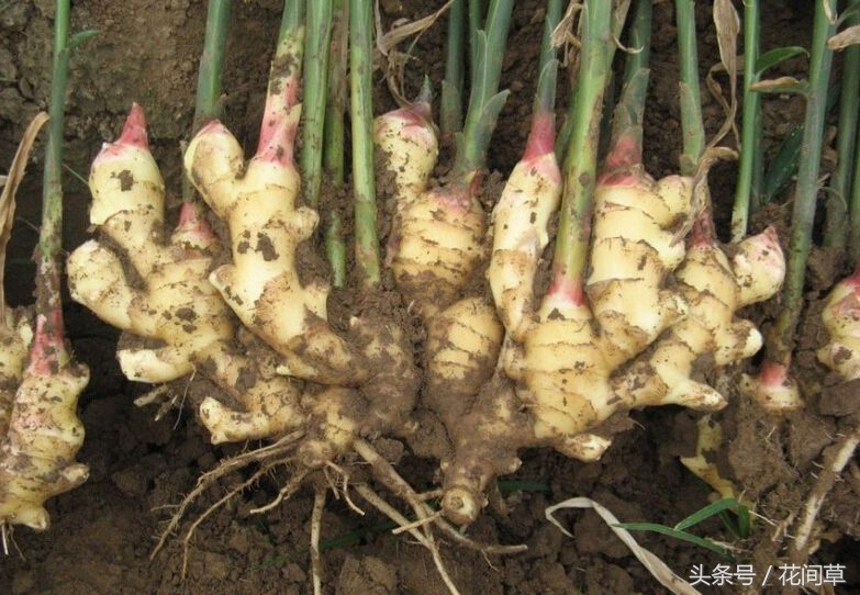 废物利用辣椒籽、发了芽的生姜别丢,几步让它变成阳台盆栽蔬菜