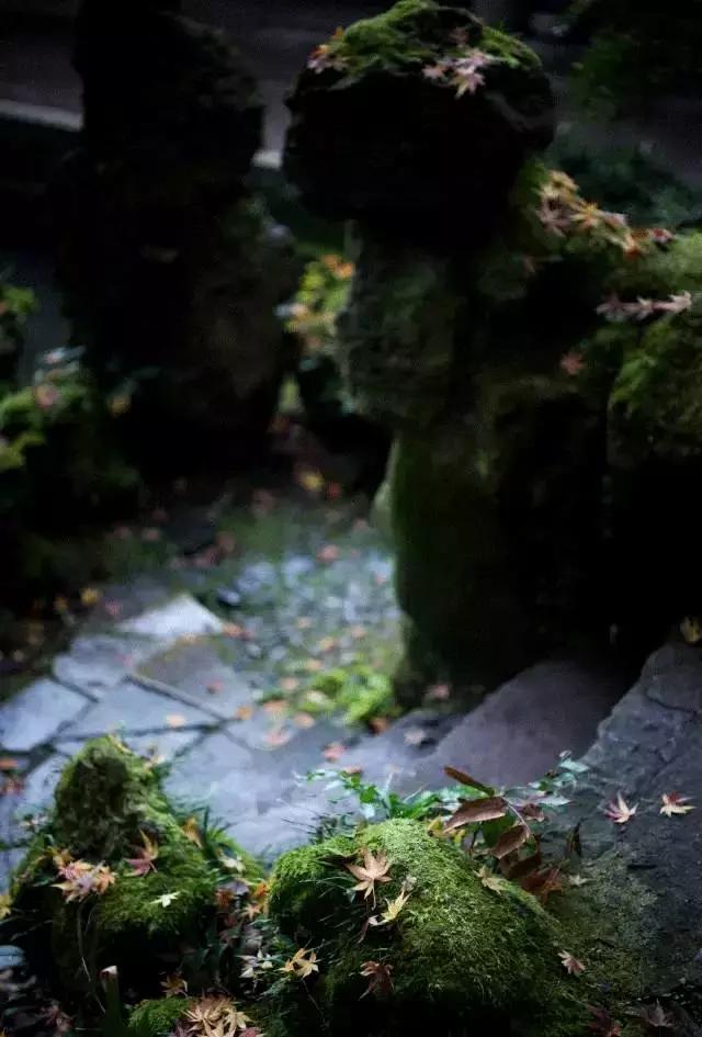 去除青苔的最好方法,去除青苔最有效的方法