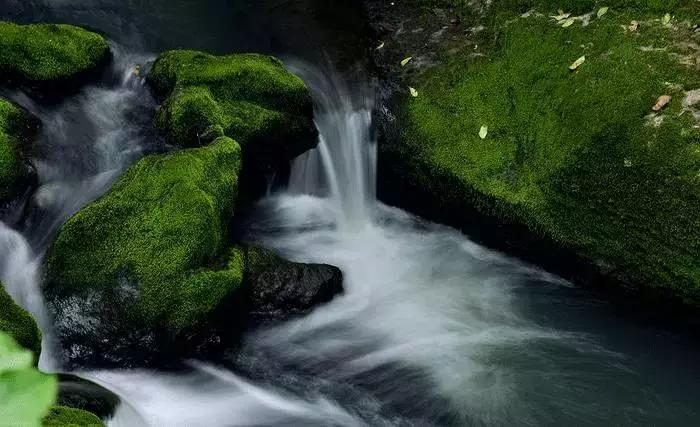 去除青苔的最好方法,去除青苔最有效的方法