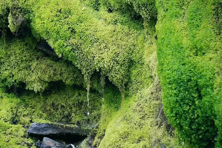 去除青苔的最好方法,去除青苔最有效的方法