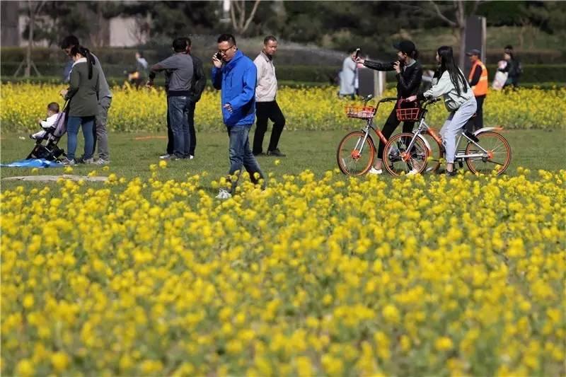 大美泰达满地灿烂！花期易逝，千金不换，还不快来！