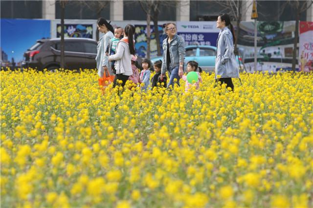 大美泰达满地灿烂！花期易逝，千金不换，还不快来！