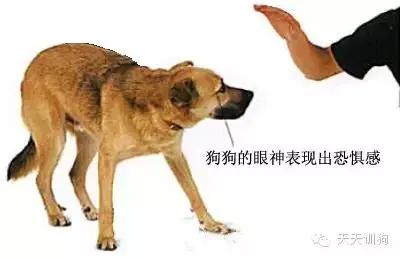 狗狗脾气越来越暴躁怎么办,狗狗脾气变暴躁的原因及解决方法