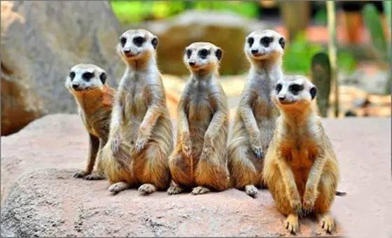 广州长隆野生动物园真实评价,广州长隆野生动物园讲解动物