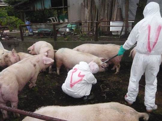 猪五号病什么症状,怎么防治猪五号病