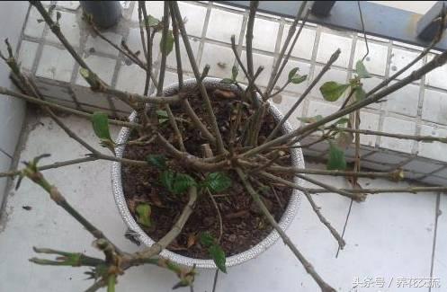 栀子花烂根黄叶怎么处理,栀子花黄叶有什么管用的方法解决