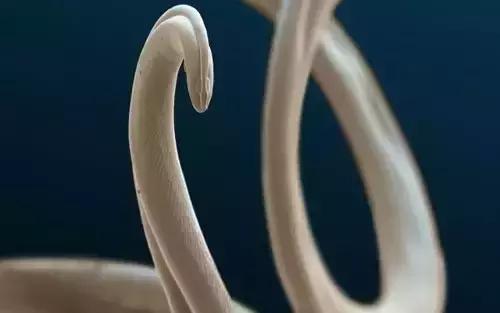 正是养膘好时节,春天到了驱虫