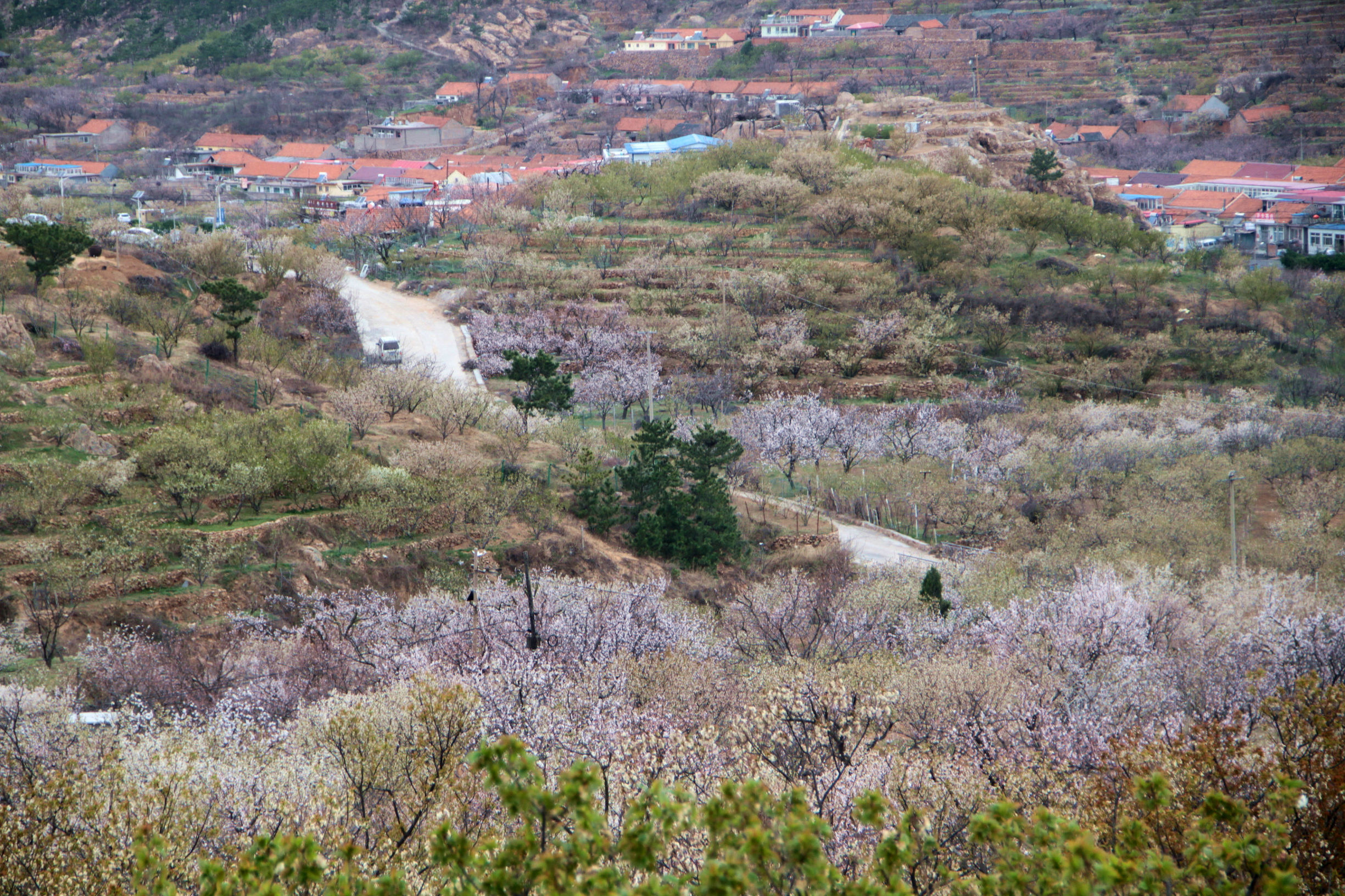 青岛华夏樱桃谷,青岛樱桃谷小道