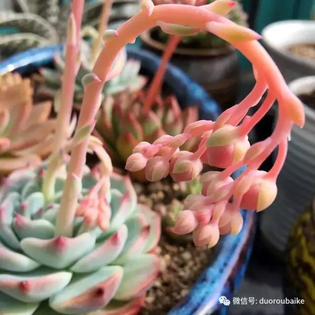 那些年我养过的多肉,这些年养过的花花草草