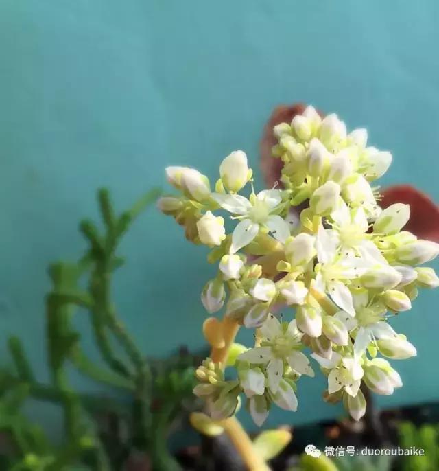 那些年我养过的多肉,这些年养过的花花草草