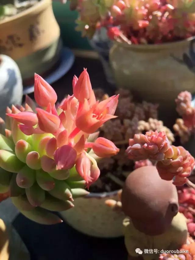 那些年我养过的多肉,这些年养过的花花草草
