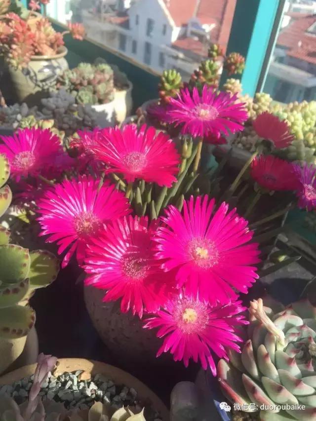 那些年我养过的多肉,这些年养过的花花草草
