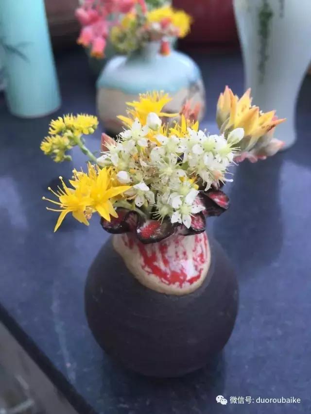 那些年我养过的多肉,这些年养过的花花草草