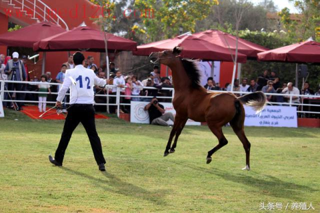 马病治疗措施：阿拉伯马怎么养