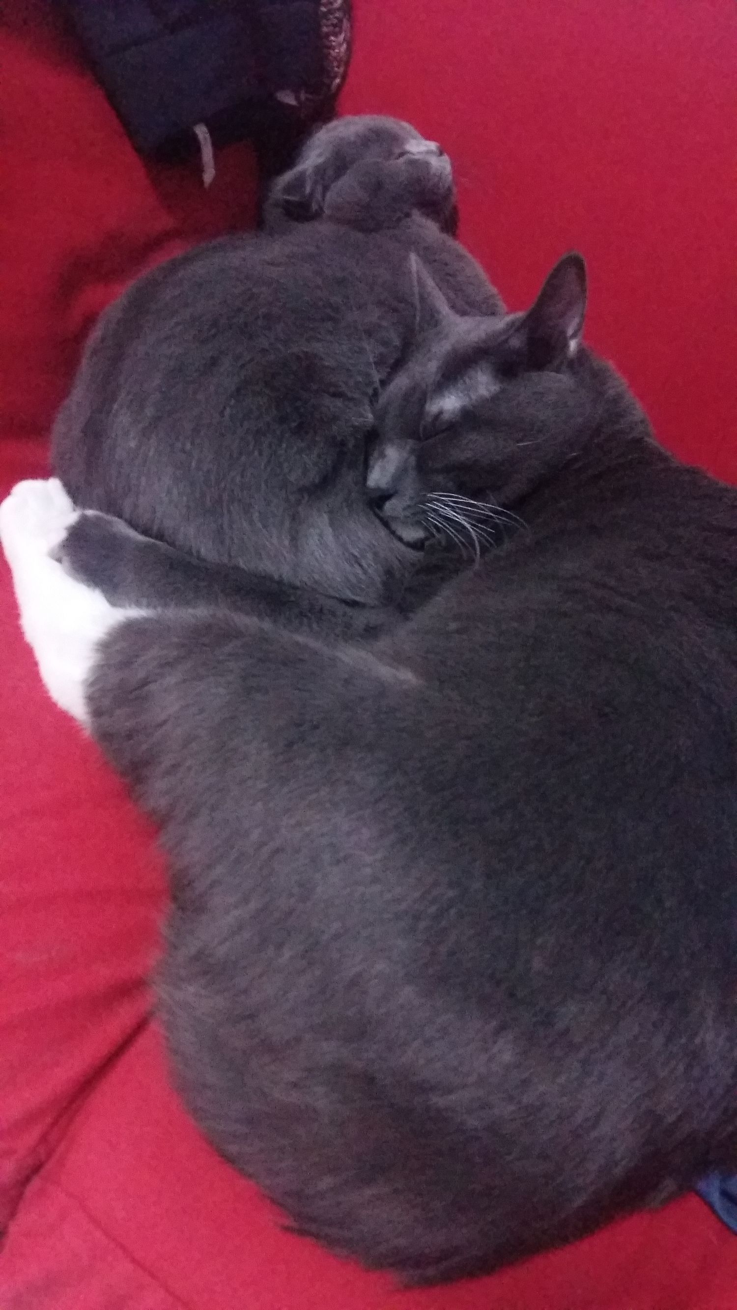 喵星人一觉醒来,喵星人在哪里都能睡得着